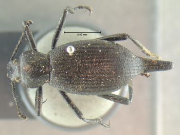 Media type: image;   Entomology 4578 Aspect: habitus dorsal view